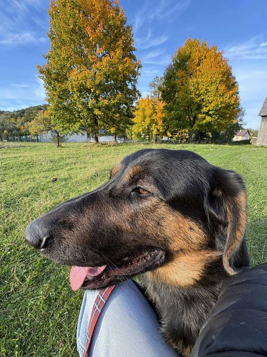 Roczny Psiak w typie beaucerona - UNIKAT