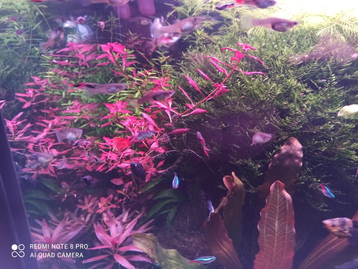 Vendo lote de cerca 30 pés misto de plantas de aquario