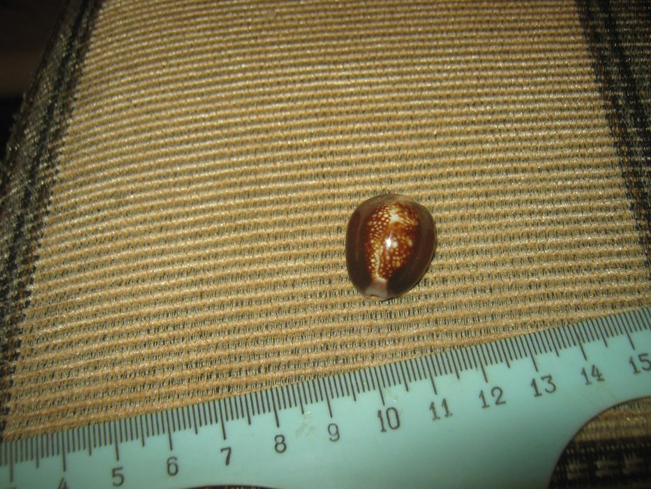 Раковина Каури.Подарок,сувенир.