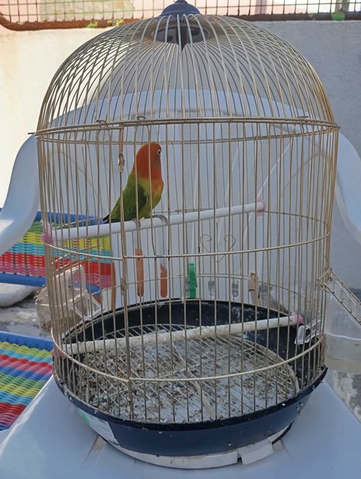 Vendo agapórnis mais gaiola