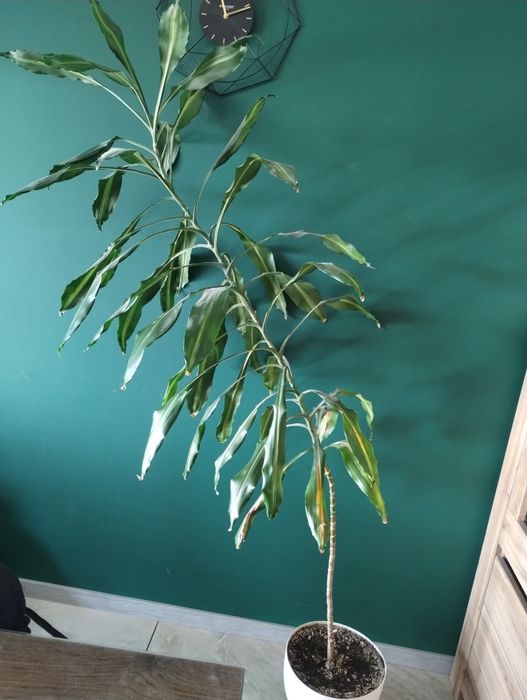 Oddam kwiatka za darmo