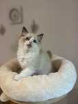 Ragdoll cudna kotka seal bicol z rodowodem FIFE/FPL z domowej  hodowli