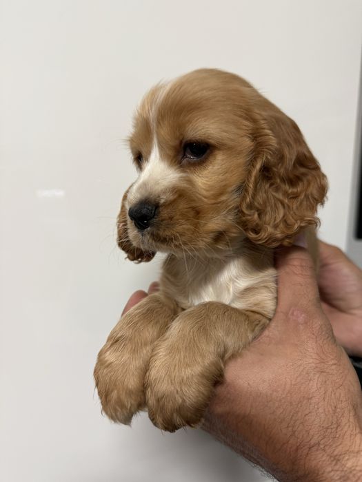 Cocker femea dourada