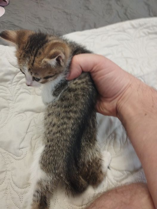 Віддам кошеня (хлопчик) у добрі руки