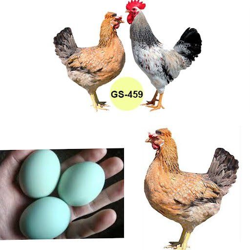 Інкубаційне яйце Домінант чубатий GS459
