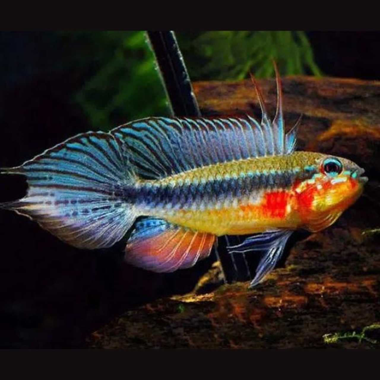 Pielęgniczka Apistogramma Elizabethae red -Sklep Zoologiczny