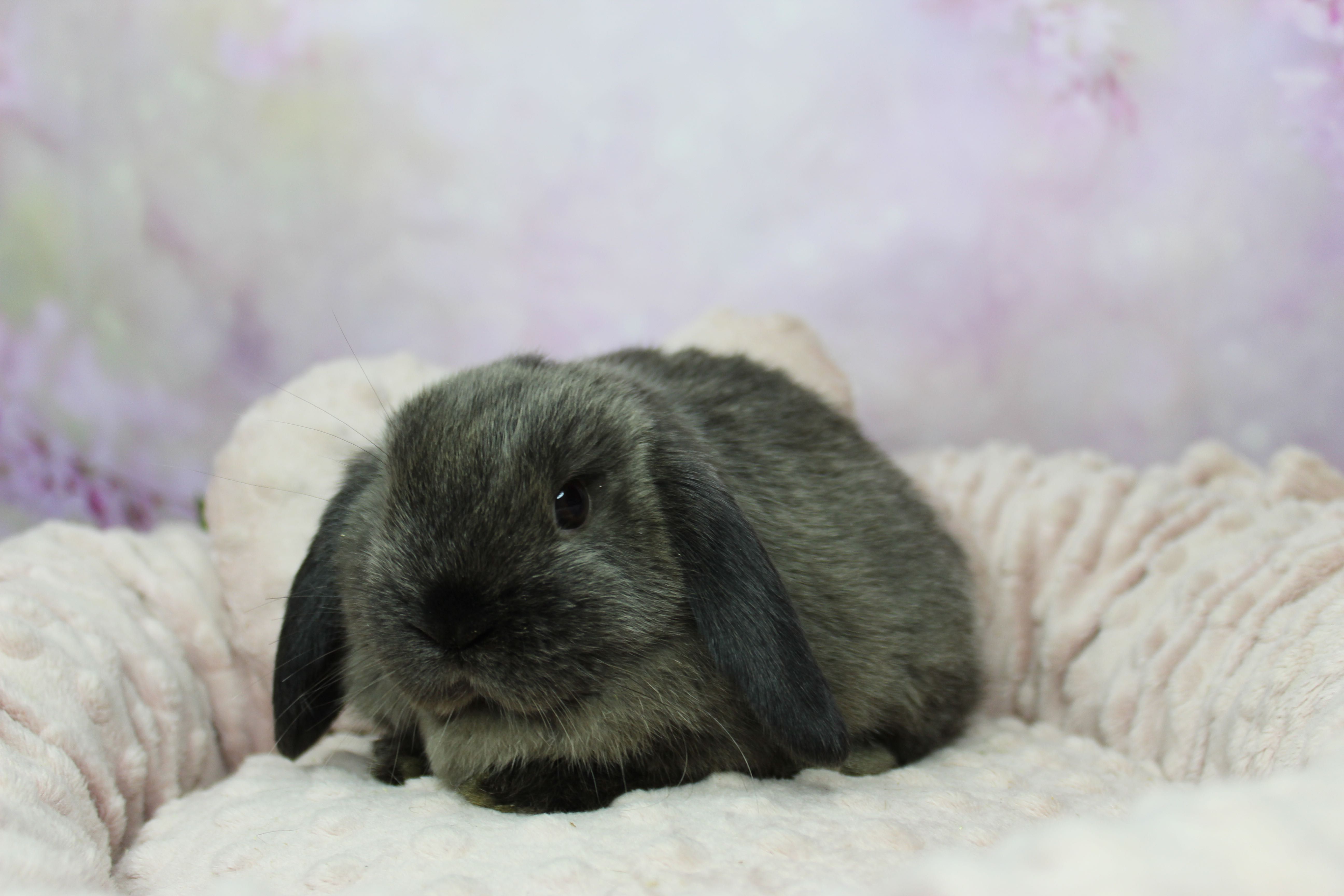 śliczne króliczki baranki, mini lop, sable,legalna hodowla, do odbioru