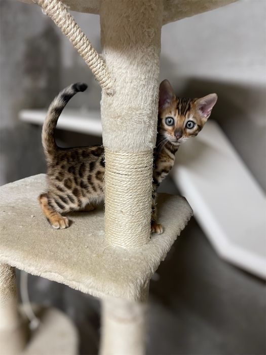 Gatinho Raça Bengal