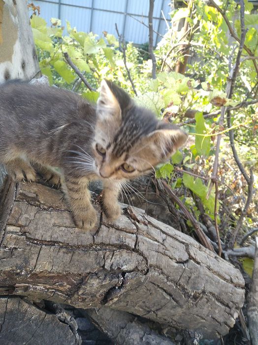 Кошенята безкоштовно