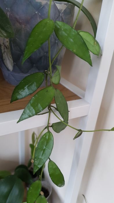 Hoya lacunosa big and very long leaves