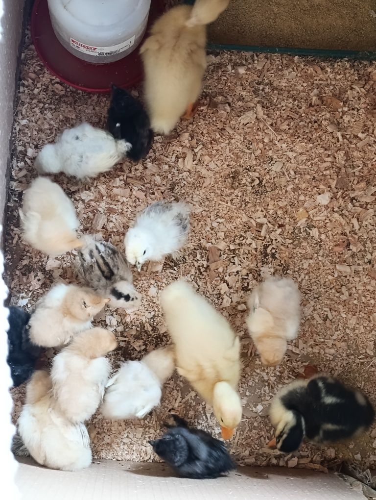 Vendo pintos ,sedosas do Japão brama buff pato Ruan