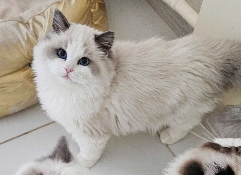 Ragdoll sliczny kocurek hodowlano-wystawowy