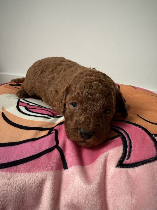 Pudel Toy Red Brown po małych rodzicach