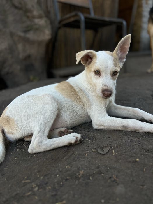 Лейла щенок девочка