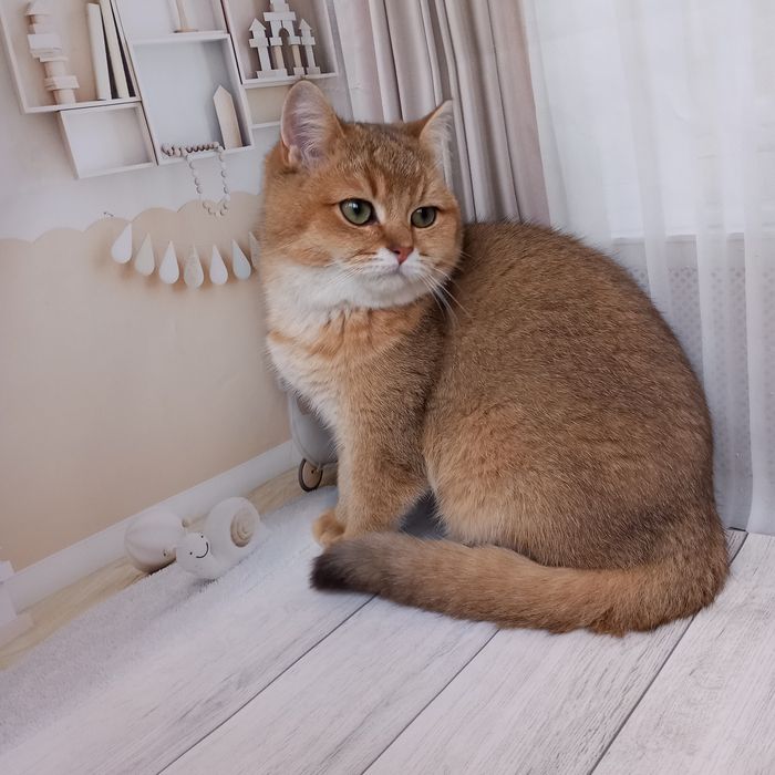 Британська золота шиншила