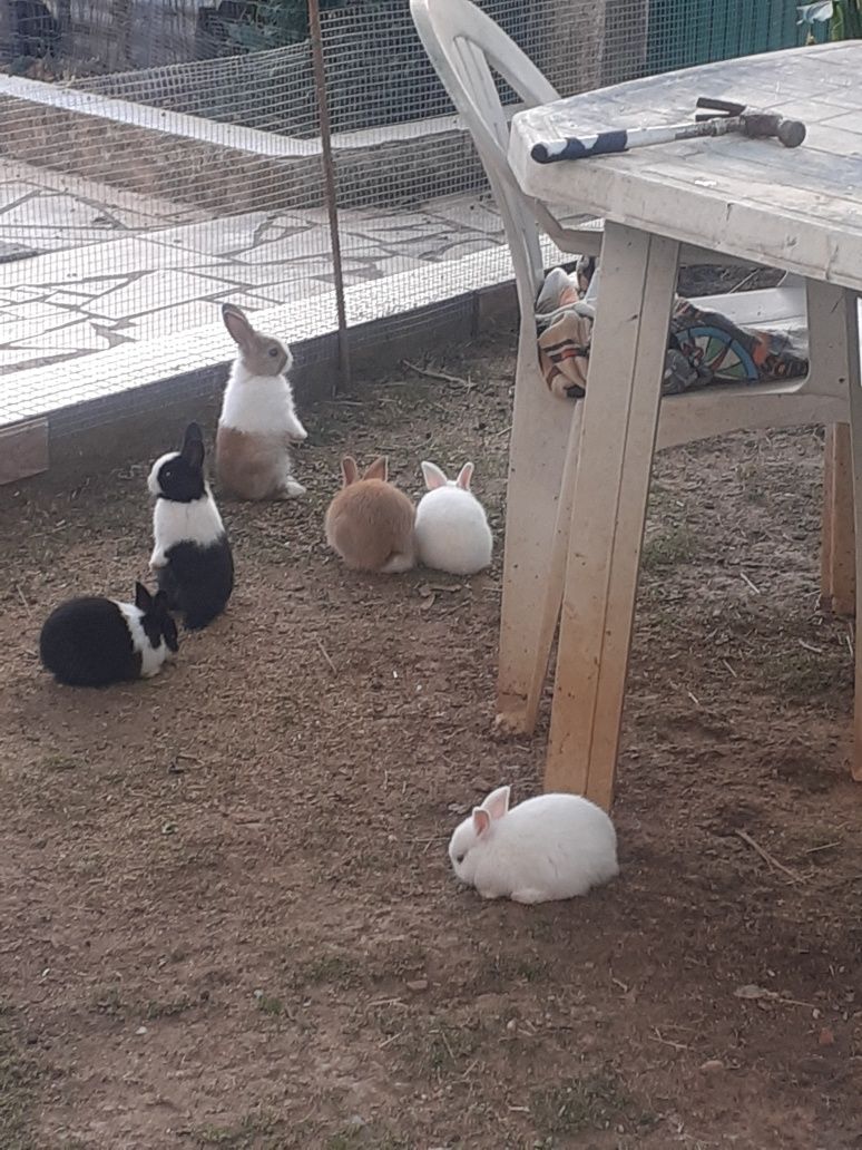 Coelhos anões fofos