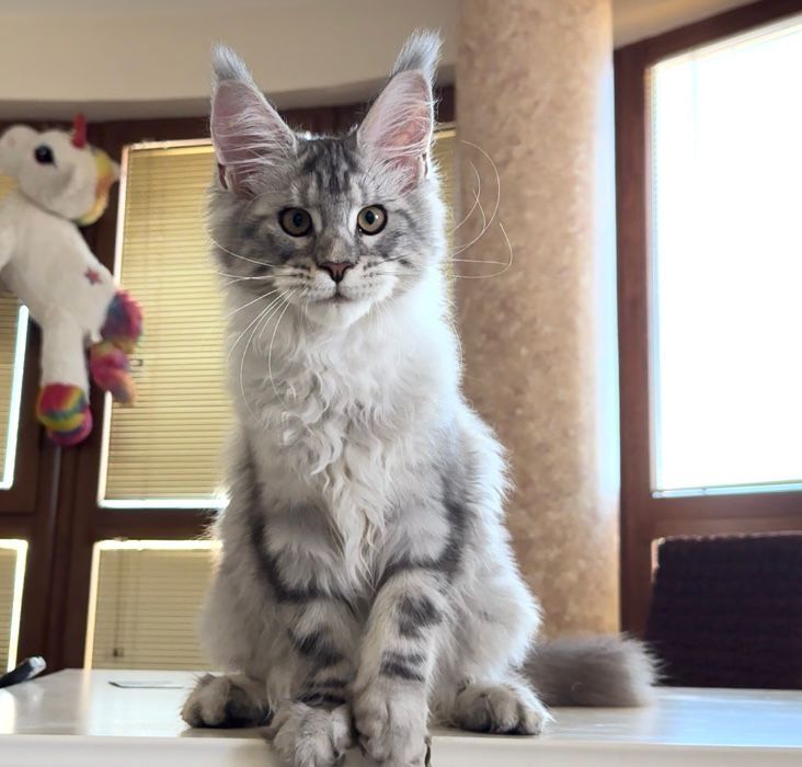 Котёнок мейнкун WCF