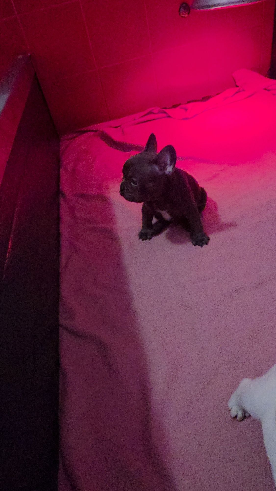 Bulldogue francês menino blue
