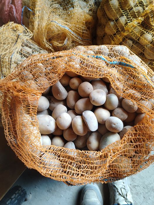 Ziemniaki paszowe odpadowe