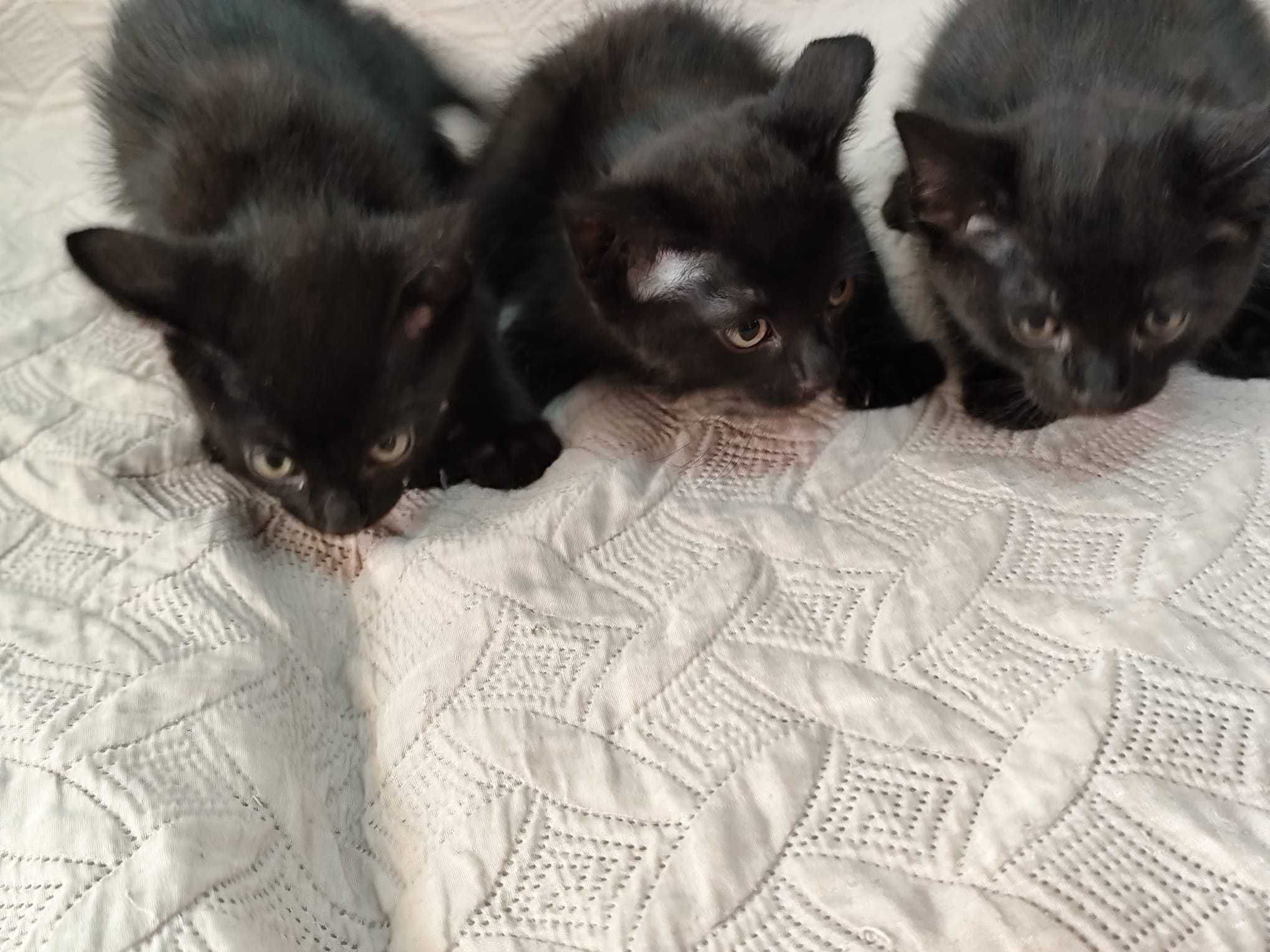 Gatinhos/as  em adopção responsável, com 2 meses.