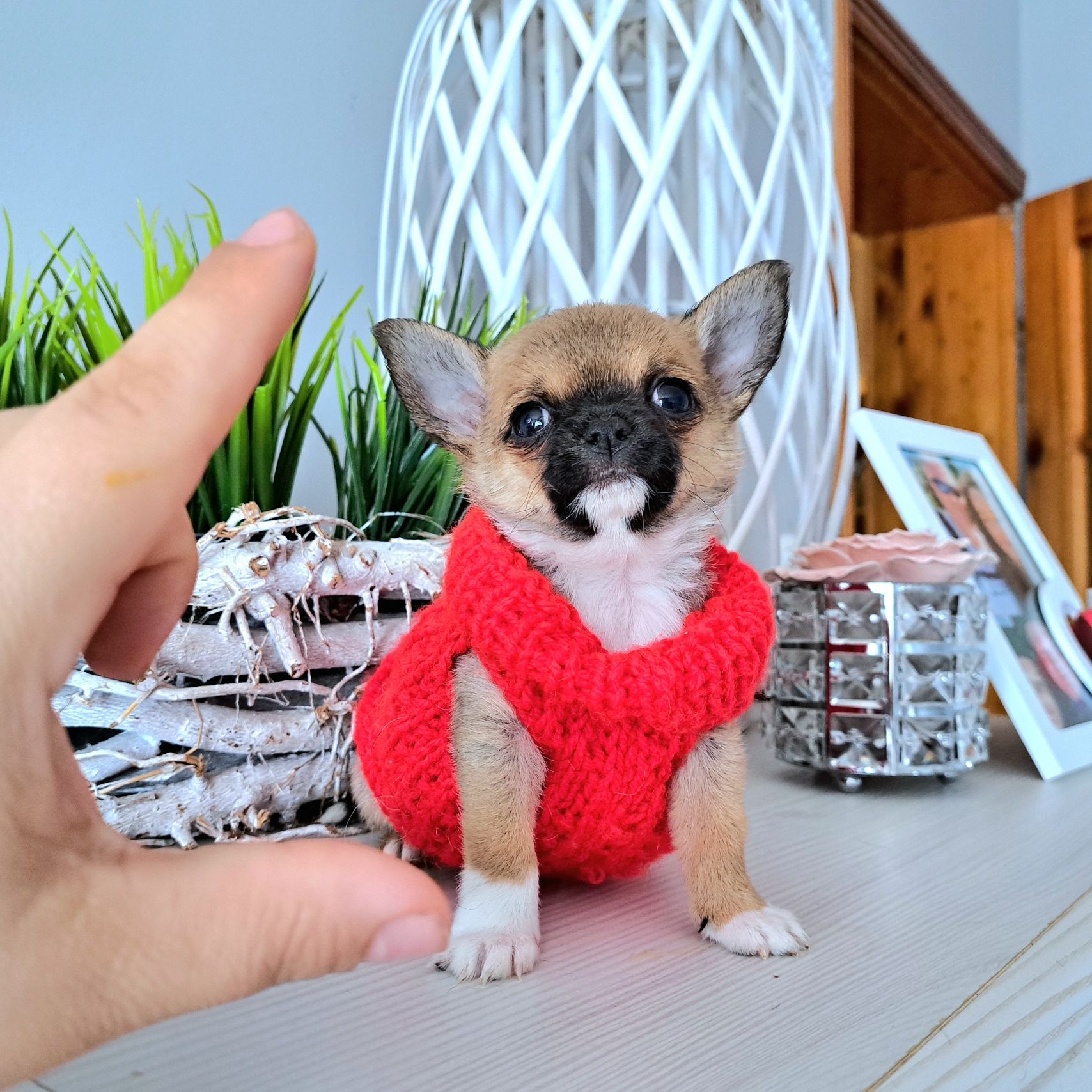 Maluszek Chihuahua krótkowłosy Do ODBIORU