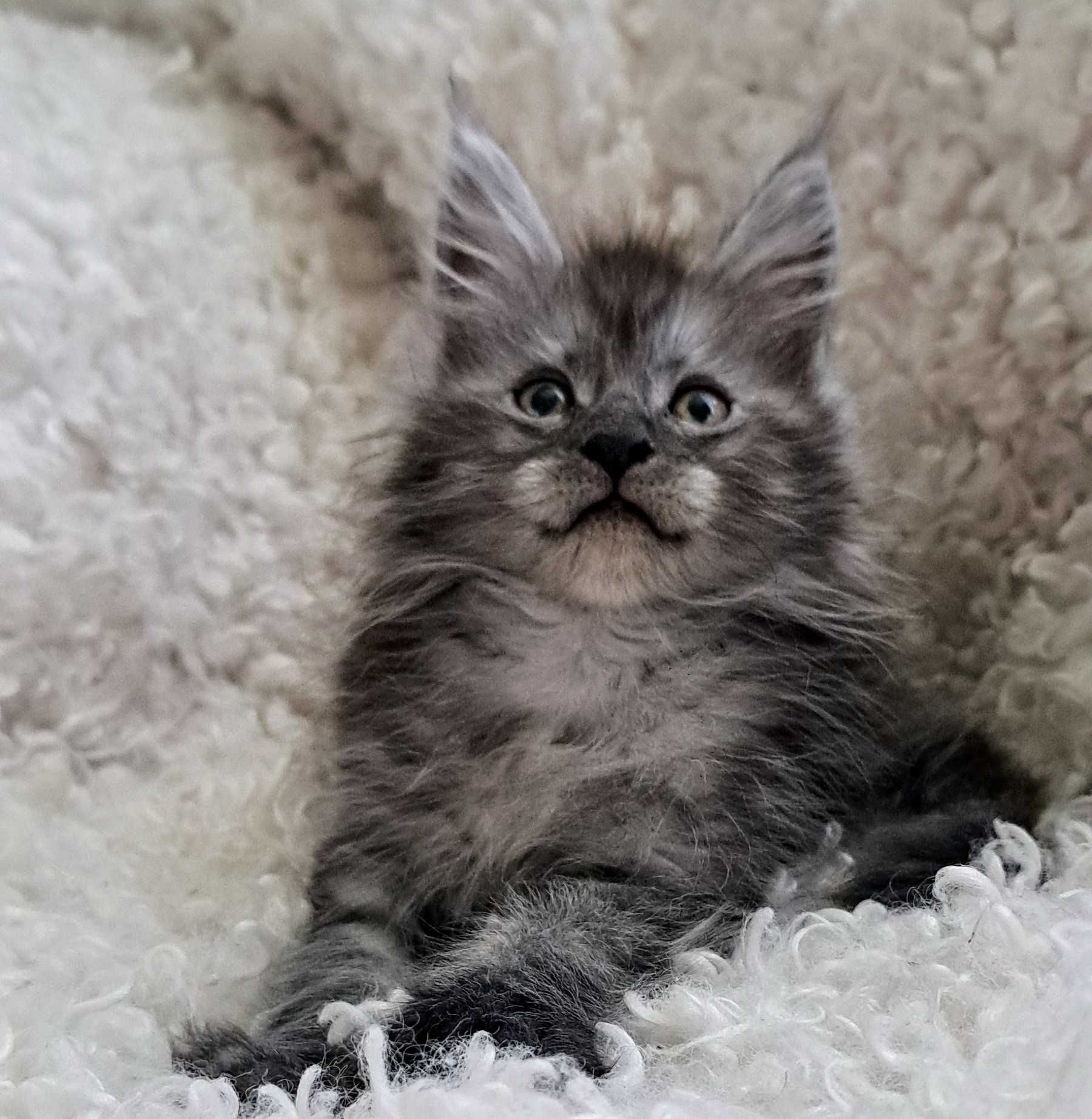 Doskonały ns Maine Coon