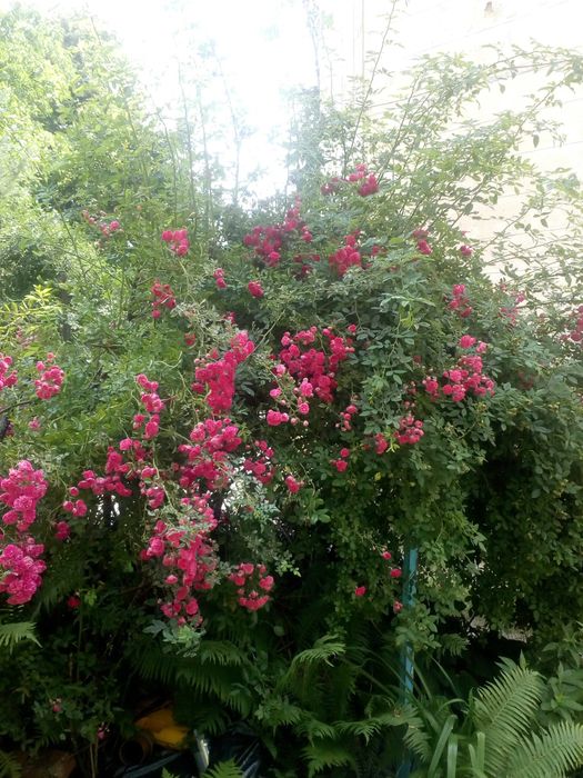 троянда роза плетистая  плетиста вьющаяся насыщенного розового цвета