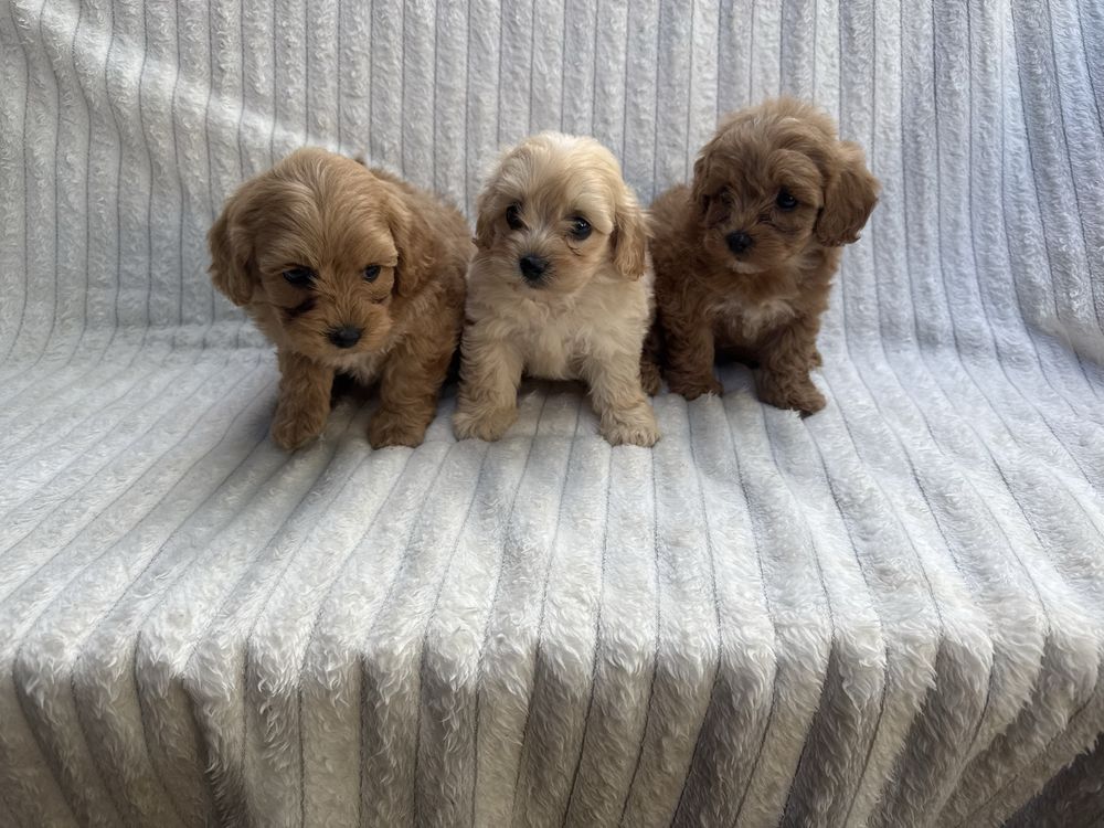 Maltipoo Szczeniak
