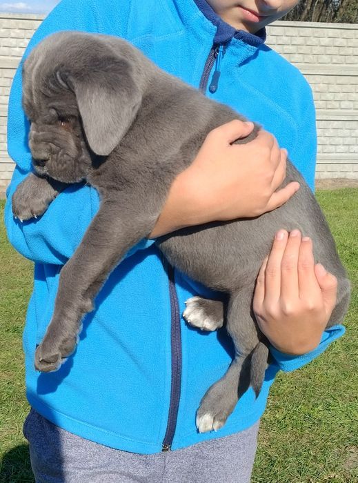 Cane Corso suczka FCI