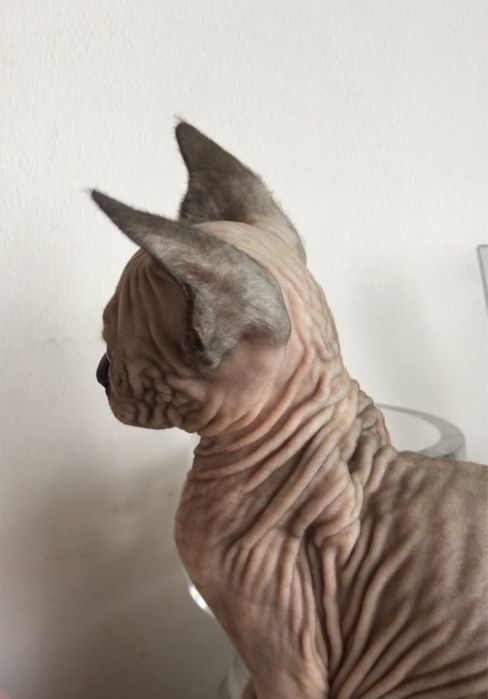 Канадский сфинкс  кошечки