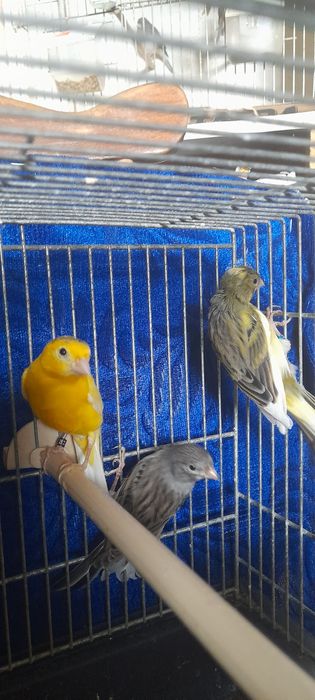 Kanarki miniatura hiszpanska