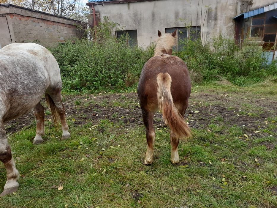 Klacz Zimnokrwista ze źrebakiem