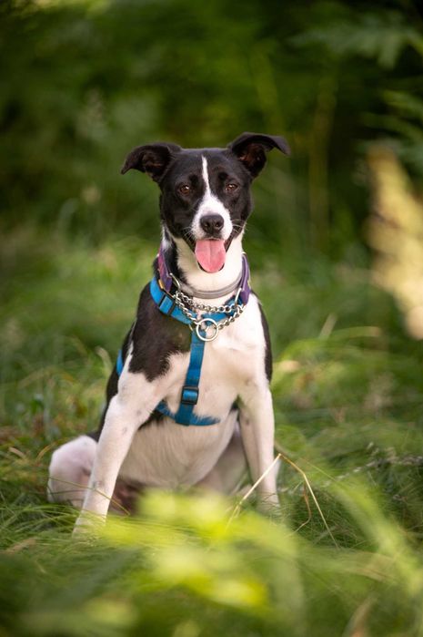 Nieśmiały Magni marzy o opiekunie z sercem i cierpliwością