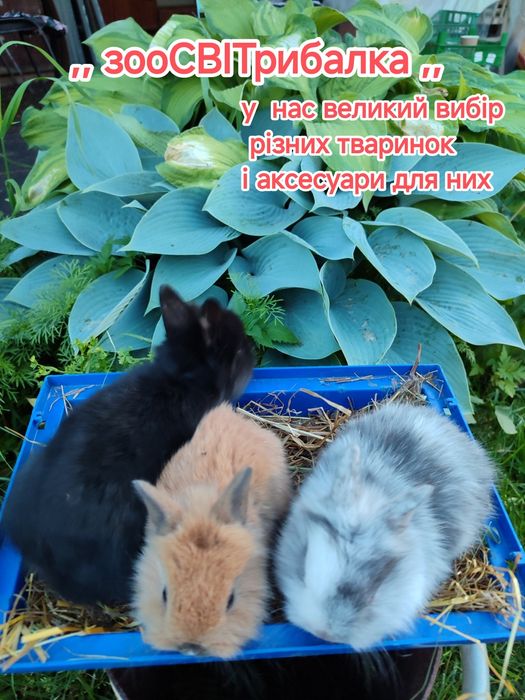 кролик карликовий декоративний міні білий з сірим