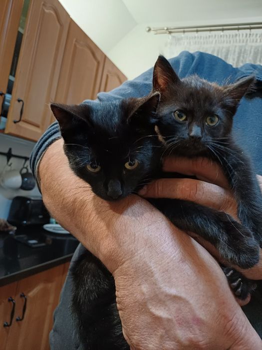 4 śliczne kociaki szukają domu