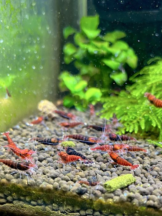 Krewetki Red Ruby Czerwono Czarne Caridina