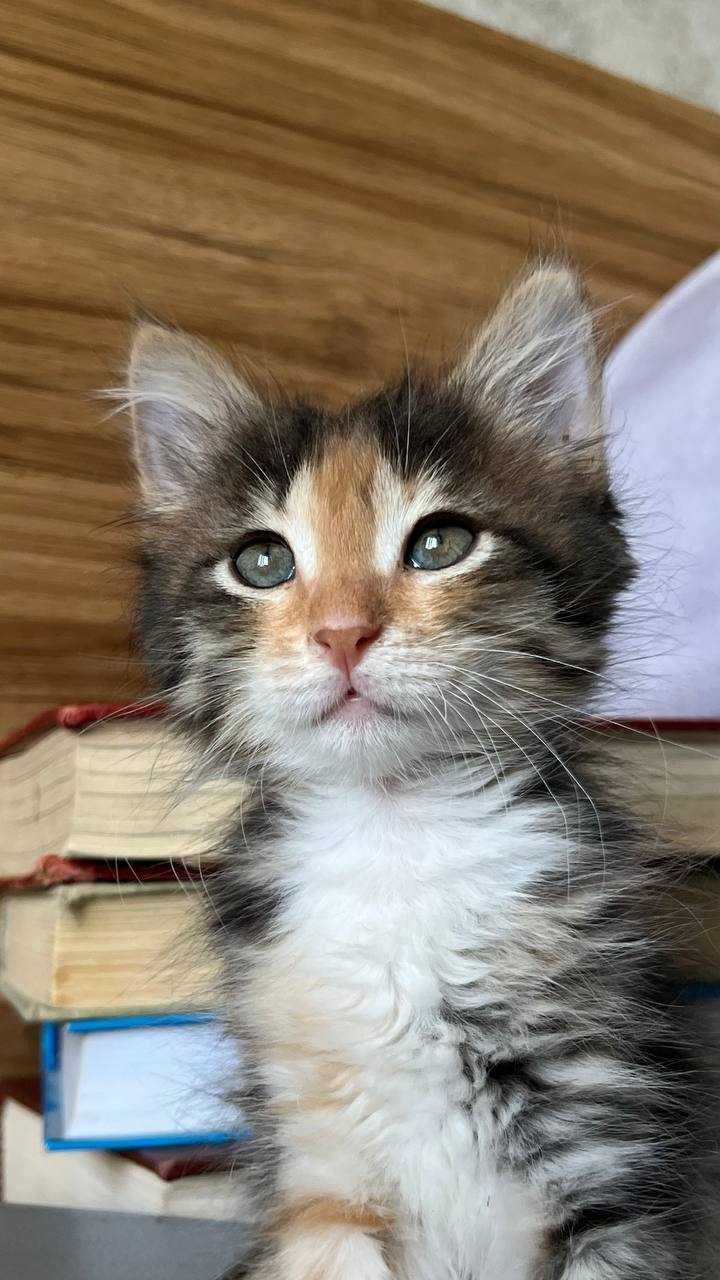 Котенок Керри ищет дом