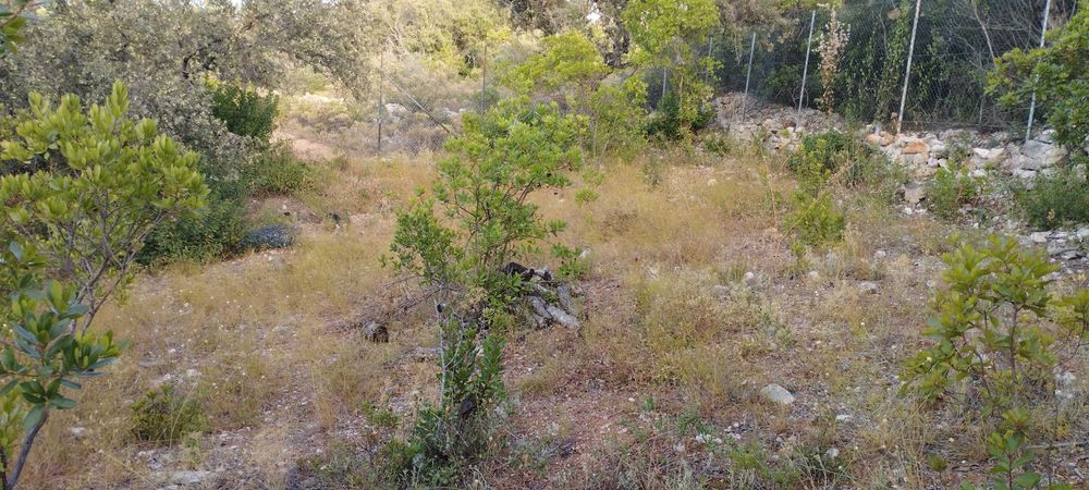 Terreno rústico em Bordeira