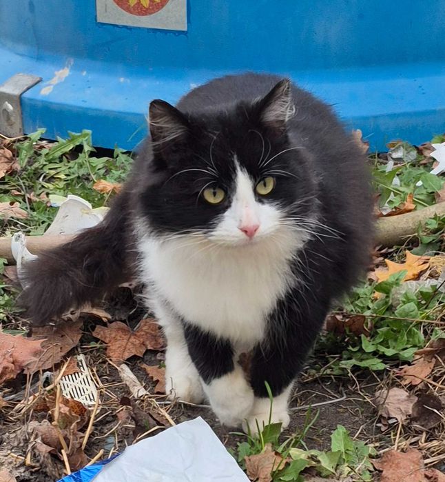 półpers czarny kot z biala krawatką do wzięcia