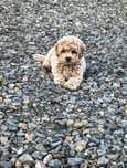 Cudny piesek maltipoo