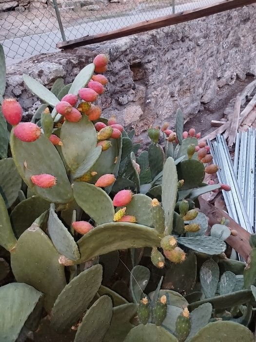 Figos da Índia fruta