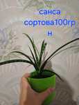 Санса  сортова. великий вазончик