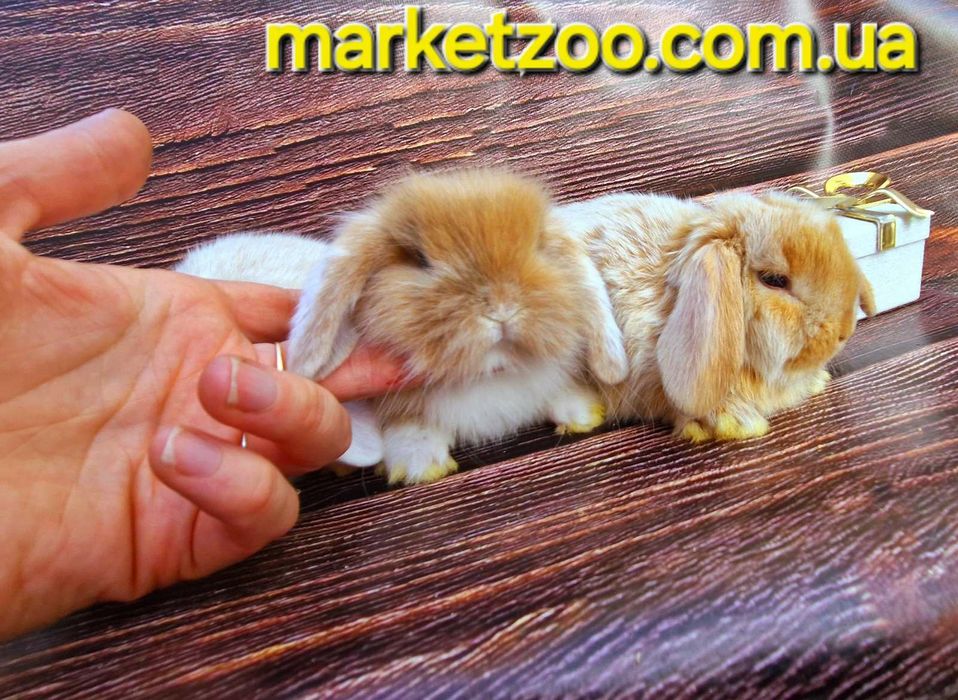 Неперевершені красунчики міні кролики висловухі баранчики,карликовые