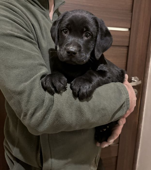 Labrador retriever czarny piesek po fci Kielce