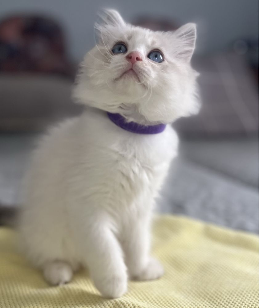 Ragdoll sliczny chlooczyk