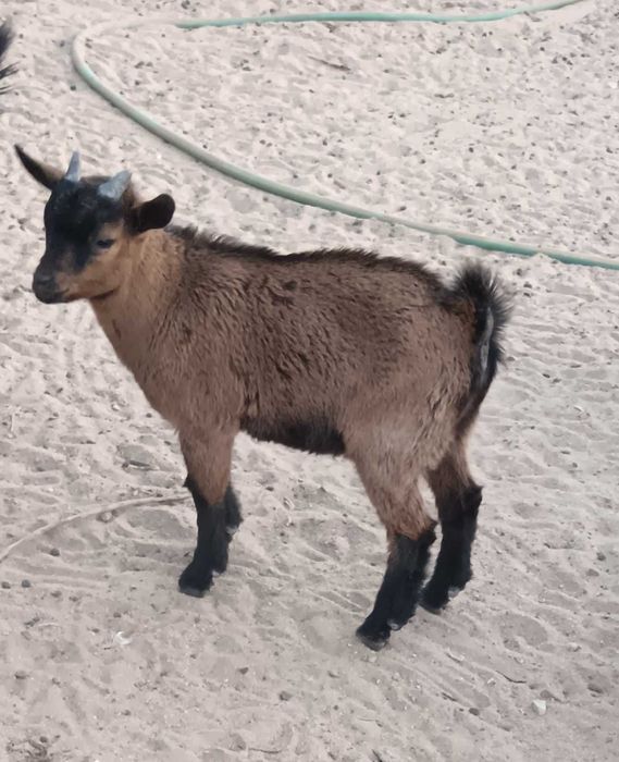 Cabras anãs (bebés)