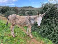 Burro com 3 anos