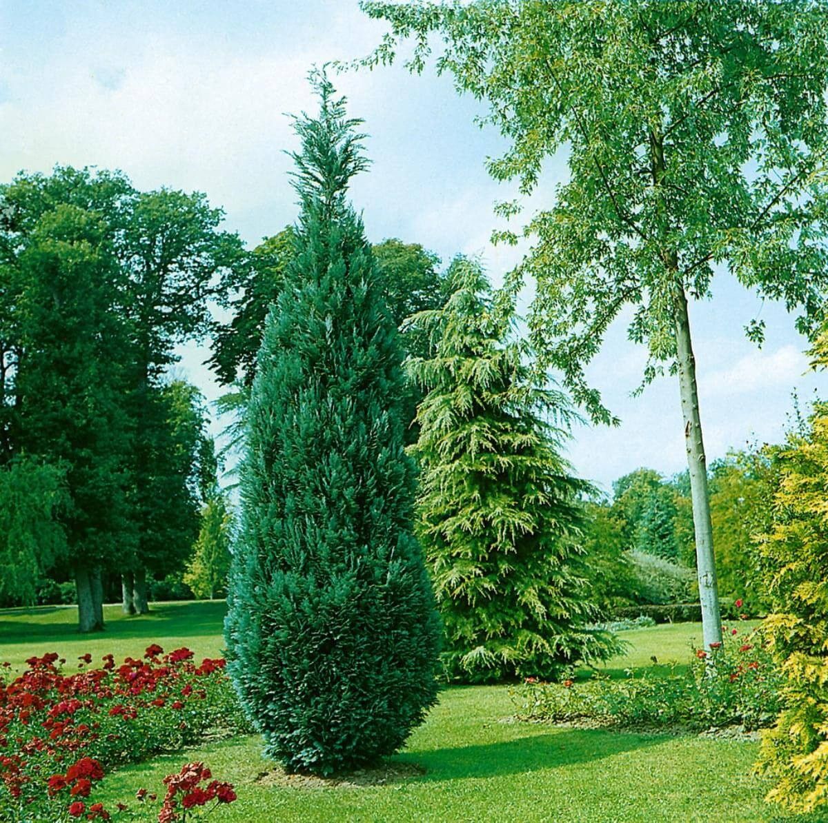 Cyprysik Lawsona 'Alumii' 50 cm