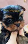Yorkshire terrier york  uroda laleczek