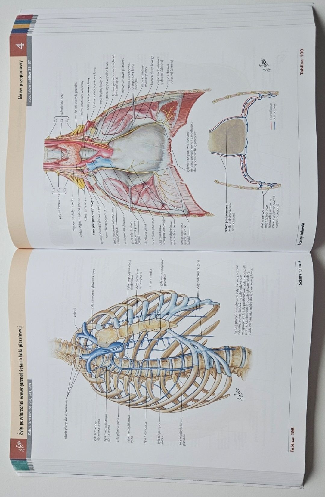 Atlas anatomii człowieka netter